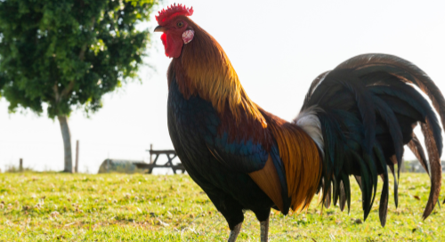 Easter opening hours