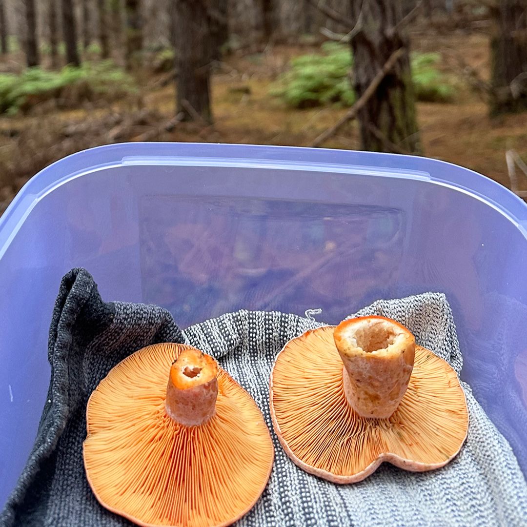 Pine mushrooms harvested from regional Victoria by our head chef Mark Hannell