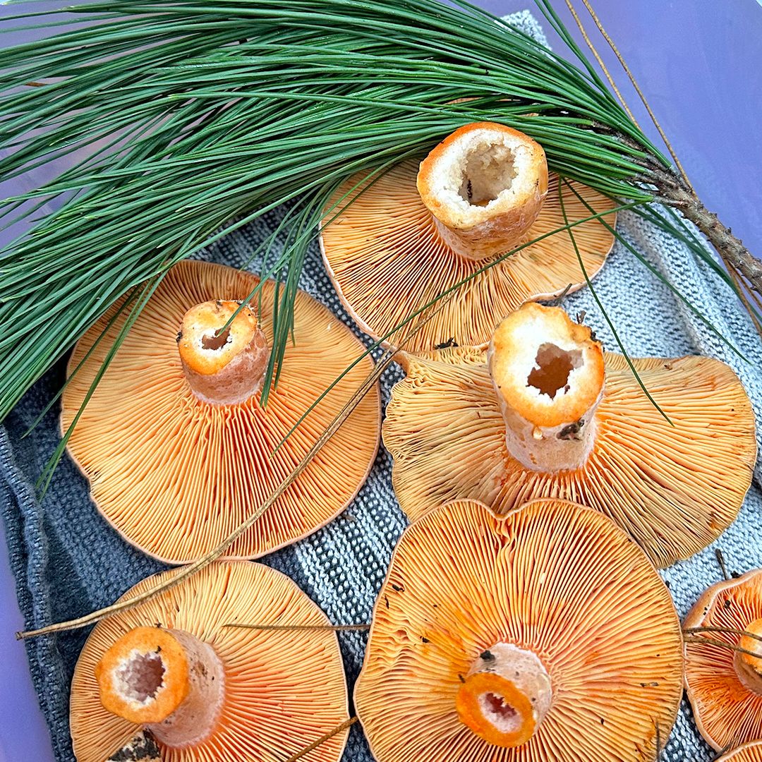 Pine mushrooms harvested from regional Victoria by our head chef Mark Hannell