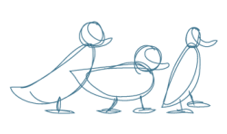 3-ducks_CoastBlue-Web