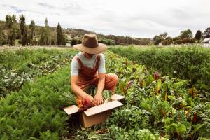 A farmer harvests vegetables from Burradoo Park Farm.