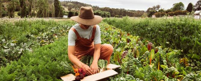 A farmer harvests vegetables from Burradoo Park Farm.