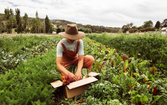 A farmer harvests vegetables from Burradoo Park Farm.