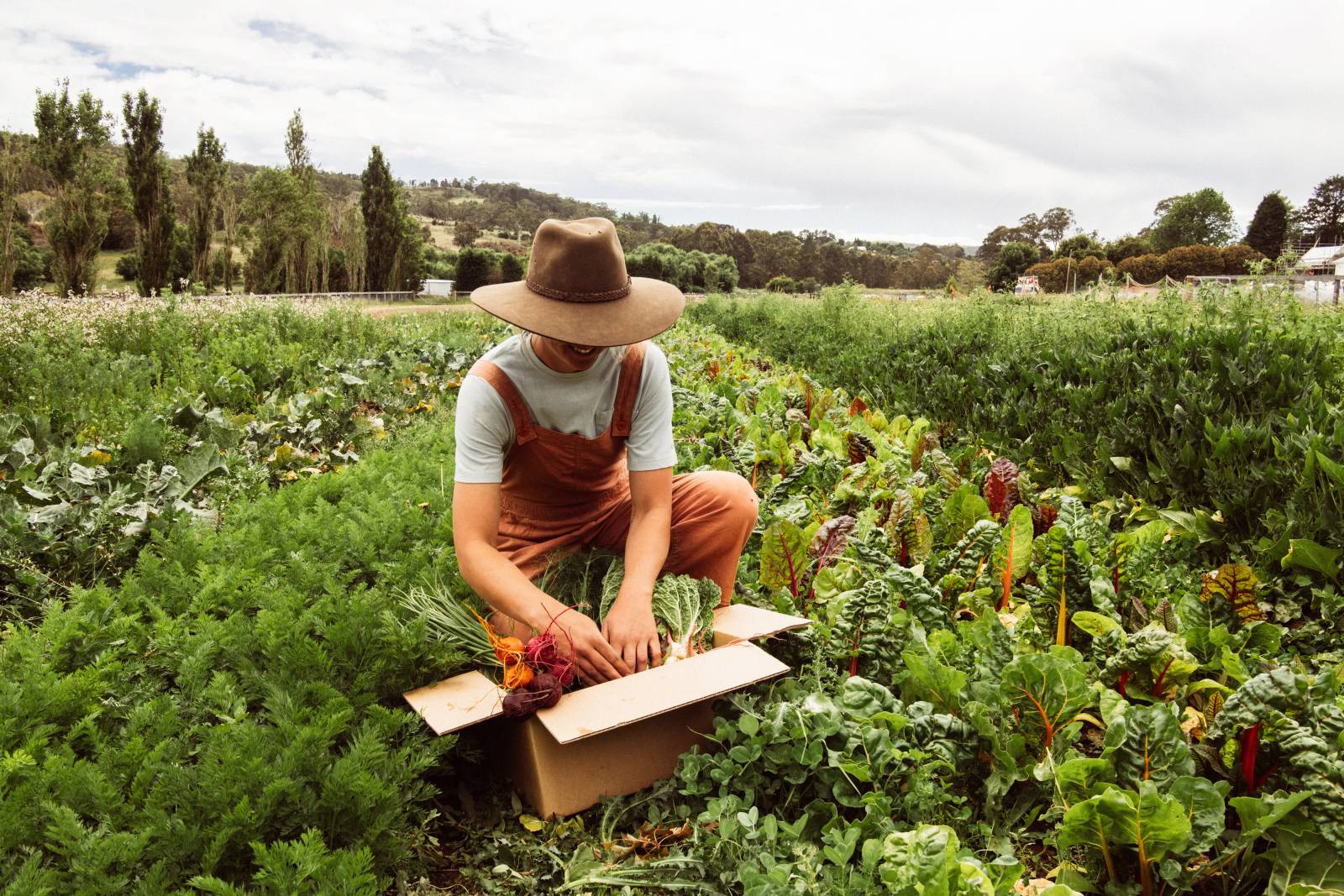 A farmer harvests vegetables from Burradoo Park Farm.